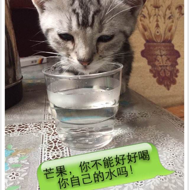 日本第一福祉大学毕业证办理